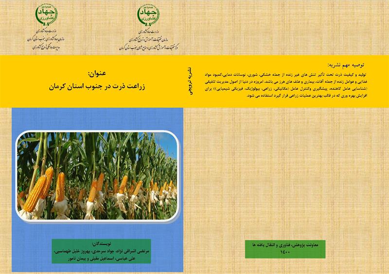 زراعت ذرت در جنوب استان کرمان